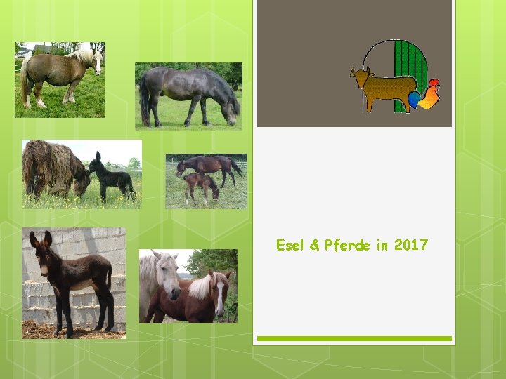 Esel & Pferde in 2017 