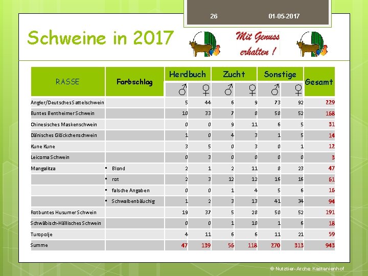 26 01 -05 -2017 Schweine in 2017 RASSE Herdbuch Farbschlag Angler/Deutsches Sattelschwein Zucht Sonstige