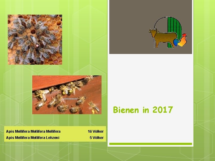 Bienen in 2017 Apis Mellifera 16 Völker Apis Mellifera Lehzeni 5 Völker 