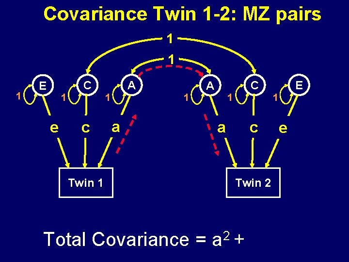 Covariance Twin 1 -2: MZ pairs 1 1 1 C E 1 1 e