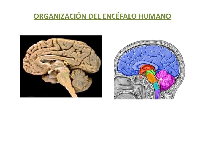 ORGANIZACIÓN DEL ENCÉFALO HUMANO 