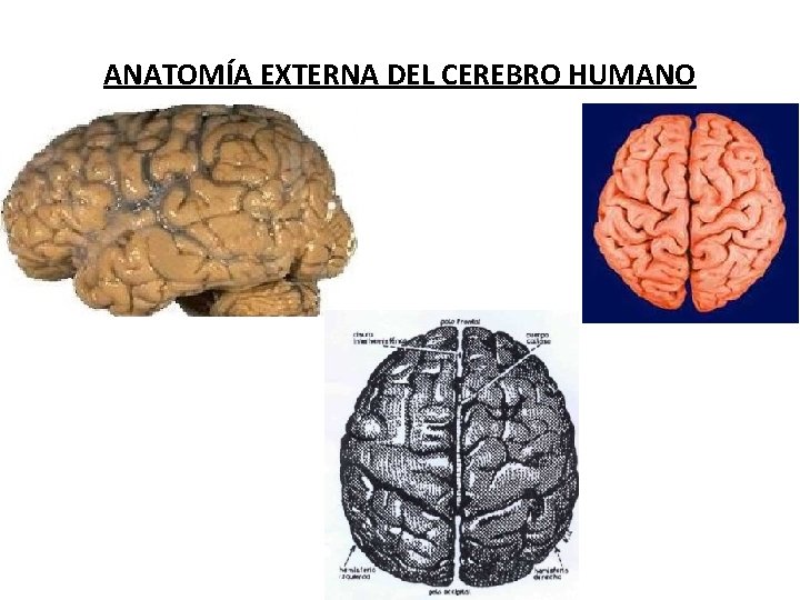 ANATOMÍA EXTERNA DEL CEREBRO HUMANO 