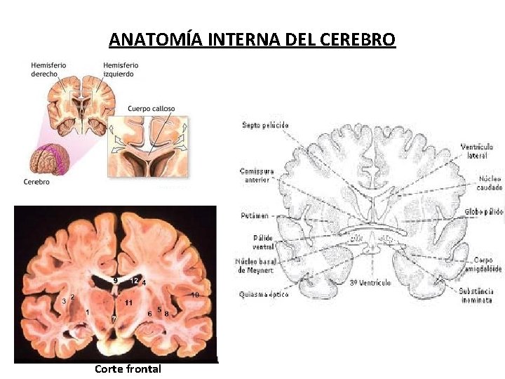ANATOMÍA INTERNA DEL CEREBRO Corte frontal 
