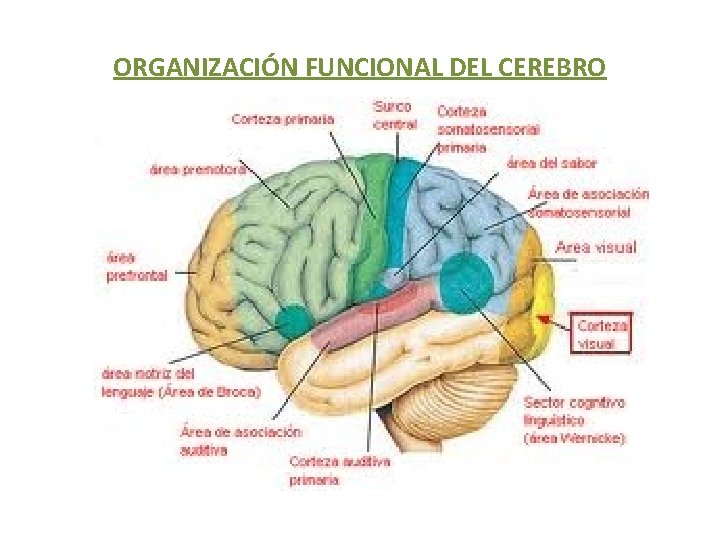 ORGANIZACIÓN FUNCIONAL DEL CEREBRO 