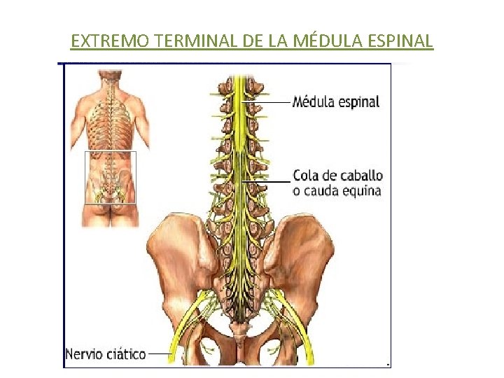 EXTREMO TERMINAL DE LA MÉDULA ESPINAL 