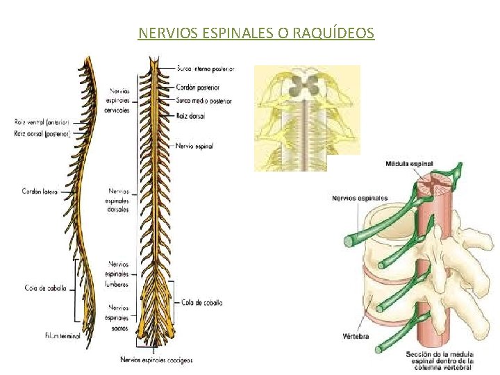 NERVIOS ESPINALES O RAQUÍDEOS 