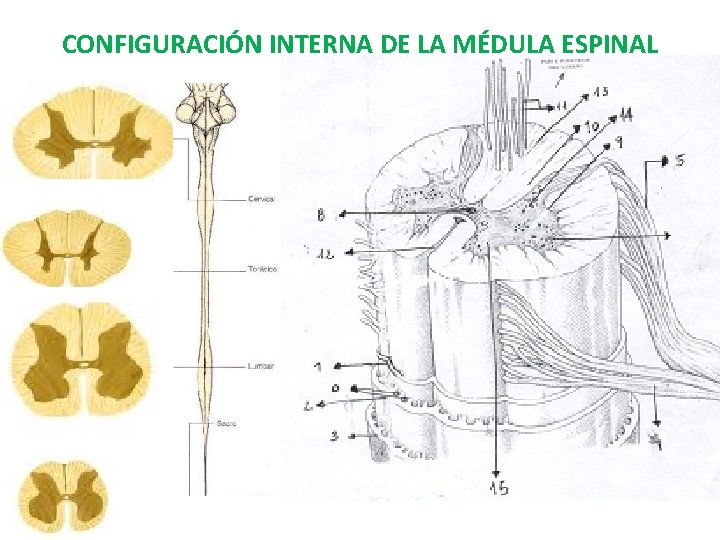 CONFIGURACIÓN INTERNA DE LA MÉDULA ESPINAL 