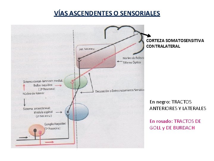 VÍAS ASCENDENTES O SENSORIALES CORTEZA SOMATOSENSITIVA CONTRALATERAL En negro: TRACTOS ANTERIORES Y LATERALES En