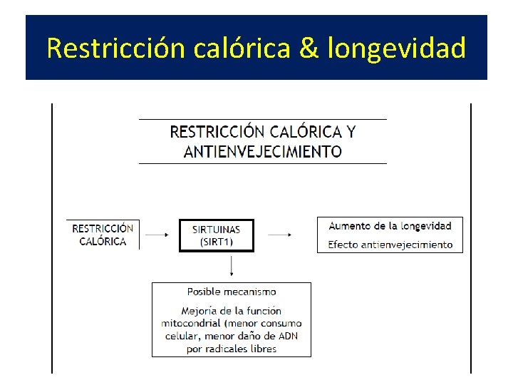 Restricción calórica & longevidad 