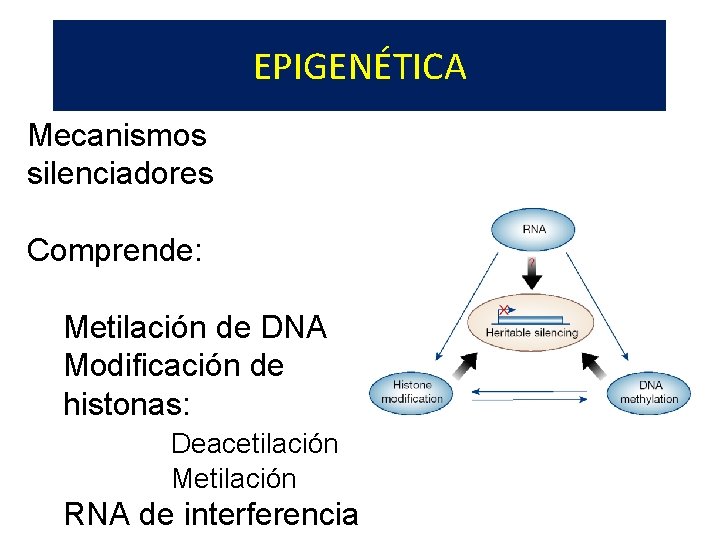 EPIGENÉTICA Mecanismos silenciadores Comprende: Metilación de DNA Modificación de histonas: Deacetilación Metilación RNA de