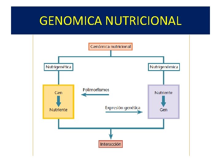 GENOMICA NUTRICIONAL 