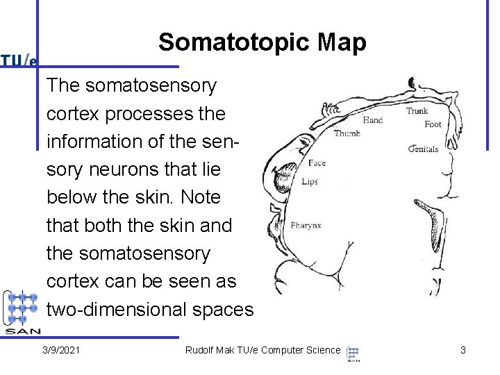 Somatotopic Map The somatosensory cortex processes the information of the sensory neurons that lie