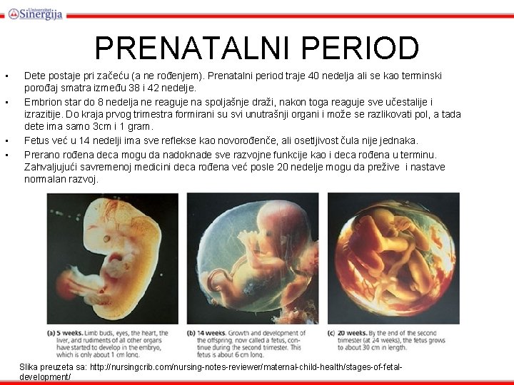 PRENATALNI PERIOD • • Dete postaje pri začeću (a ne rođenjem). Prenatalni period traje