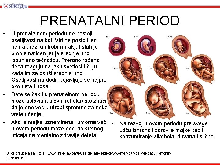 PRENATALNI PERIOD • • • U prenatalnom periodu ne postoji osetljivost na bol. Vid