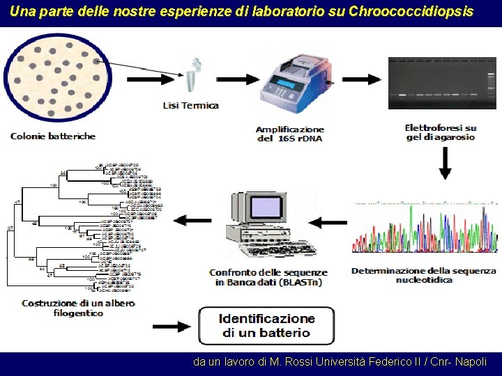 Una parte delle nostre esperienze di laboratorio su Chroococcidiopsis da un lavoro di M.