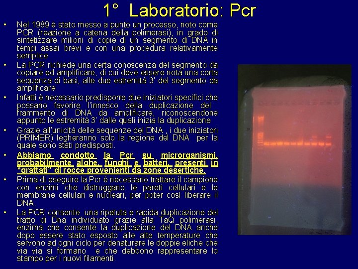  • • 1° Laboratorio: Pcr Nel 1989 è stato messo a punto un