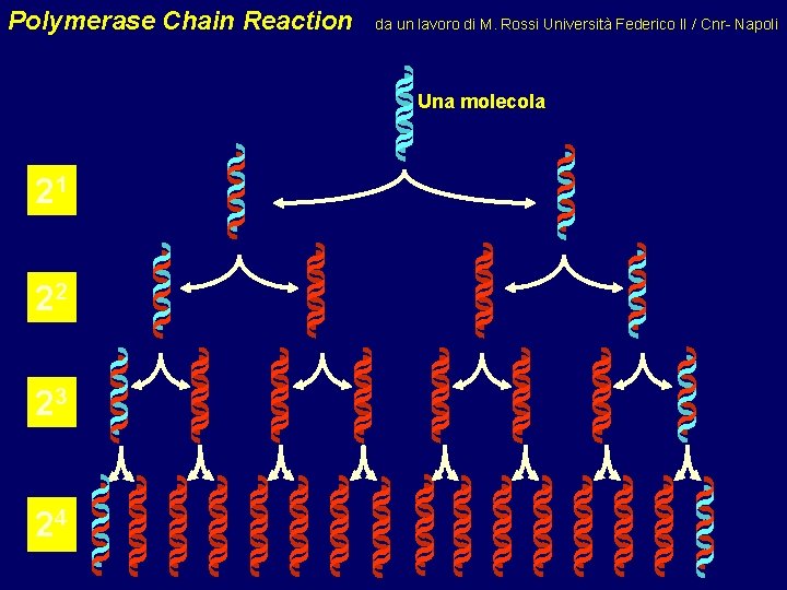 Polymerase Chain Reaction da un lavoro di M. Rossi Università Federico II / Cnr-
