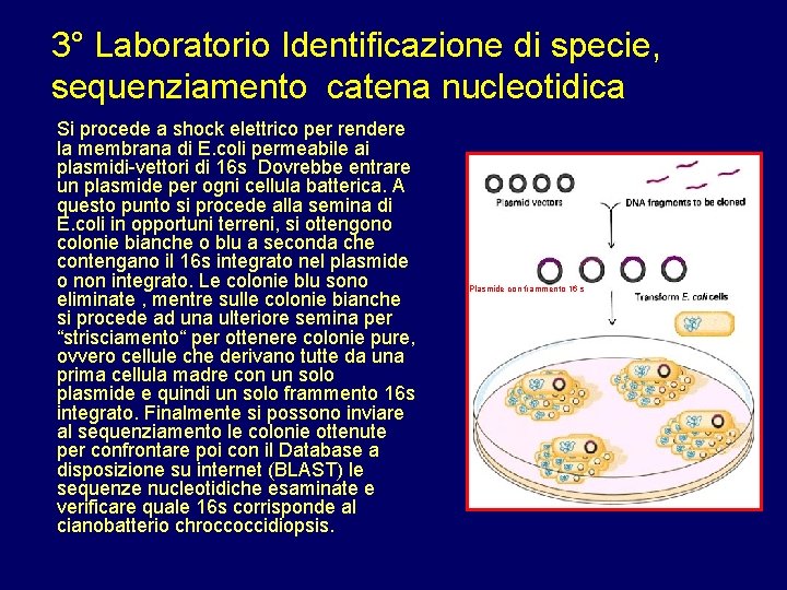 3° Laboratorio Identificazione di specie, sequenziamento catena nucleotidica Si procede a shock elettrico per