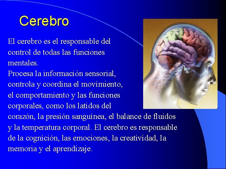 Cerebro El cerebro es el responsable del control de todas las funciones mentales. Procesa