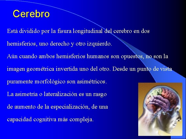 Cerebro Está dividido por la fisura longitudinal del cerebro en dos hemisferios, uno derecho