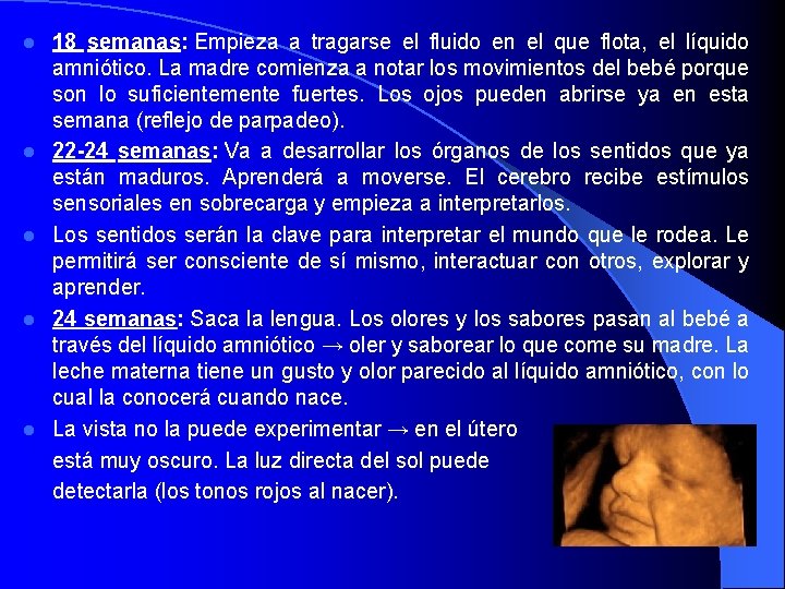l l l 18 semanas: Empieza a tragarse el fluido en el que flota,