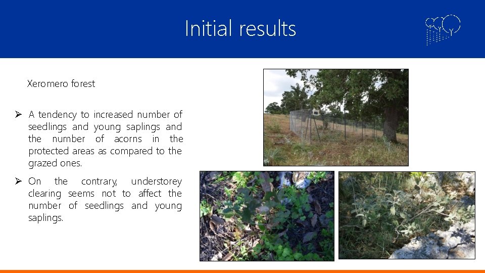 Initial results Xeromero forest A tendency to increased number of seedlings and young saplings