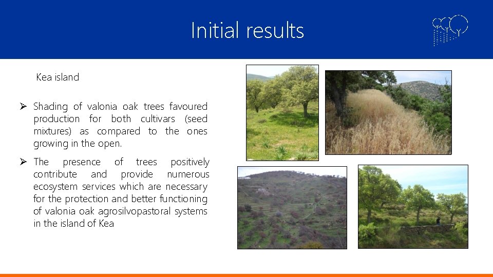 Initial results Kea island Shading of valonia oak trees favoured production for both cultivars