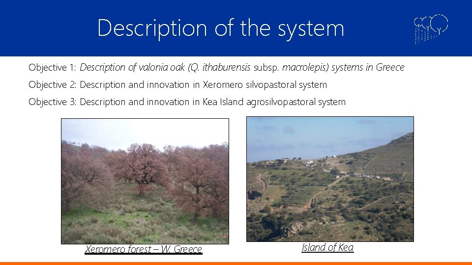 Description of the system Objective 1: Description of valonia oak (Q. ithaburensis subsp. macrolepis)