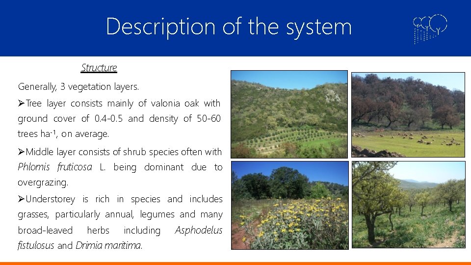 Description of the system Structure Generally, 3 vegetation layers. Tree layer consists mainly of
