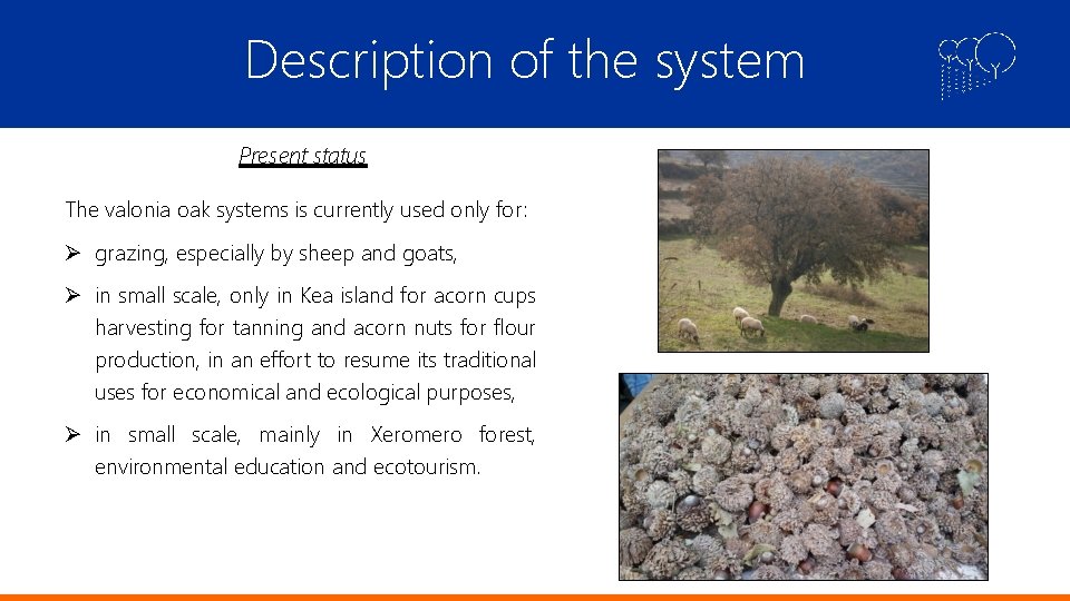 Description of the system Present status The valonia oak systems is currently used only