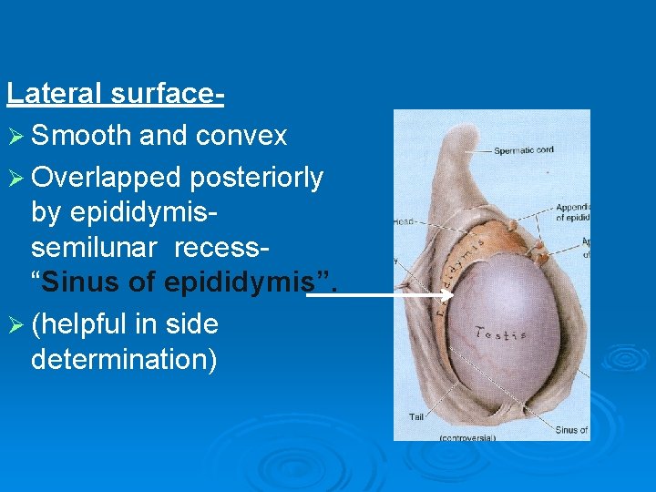 Lateral surfaceØ Smooth and convex Ø Overlapped posteriorly by epididymissemilunar recess“Sinus of epididymis”. Ø Lateral surfaceØ Smooth and convex Ø Overlapped posteriorly by epididymissemilunar recess“Sinus of epididymis”. Ø