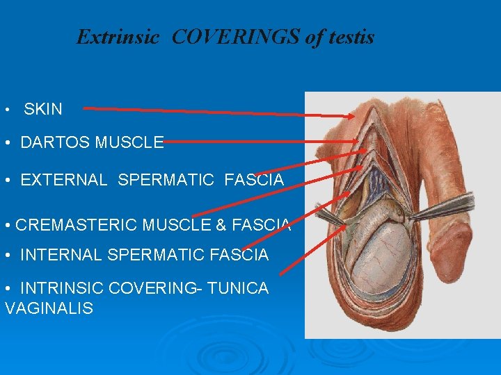 Extrinsic COVERINGS of testis • SKIN • DARTOS MUSCLE • EXTERNAL SPERMATIC FASCIA • Extrinsic COVERINGS of testis • SKIN • DARTOS MUSCLE • EXTERNAL SPERMATIC FASCIA •