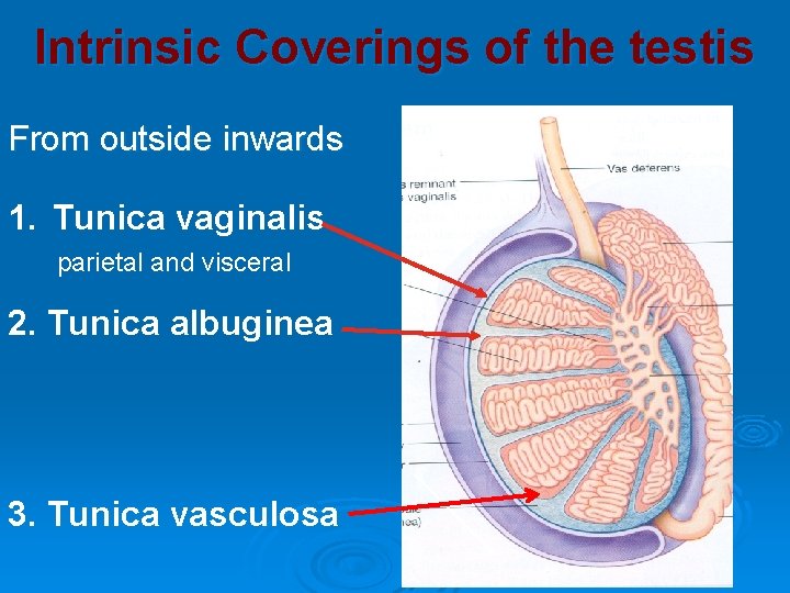 Intrinsic Coverings of the testis From outside inwards 1. Tunica vaginalis parietal and visceral Intrinsic Coverings of the testis From outside inwards 1. Tunica vaginalis parietal and visceral