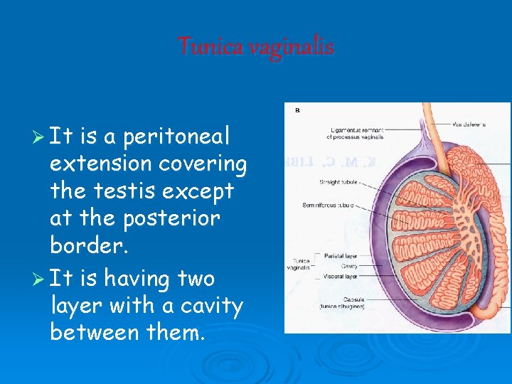 Tunica vaginalis Ø It is a peritoneal extension covering the testis except at the Tunica vaginalis Ø It is a peritoneal extension covering the testis except at the