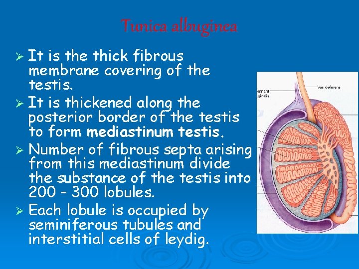 Tunica albuginea Ø It is the thick fibrous membrane covering of the testis. Ø Tunica albuginea Ø It is the thick fibrous membrane covering of the testis. Ø