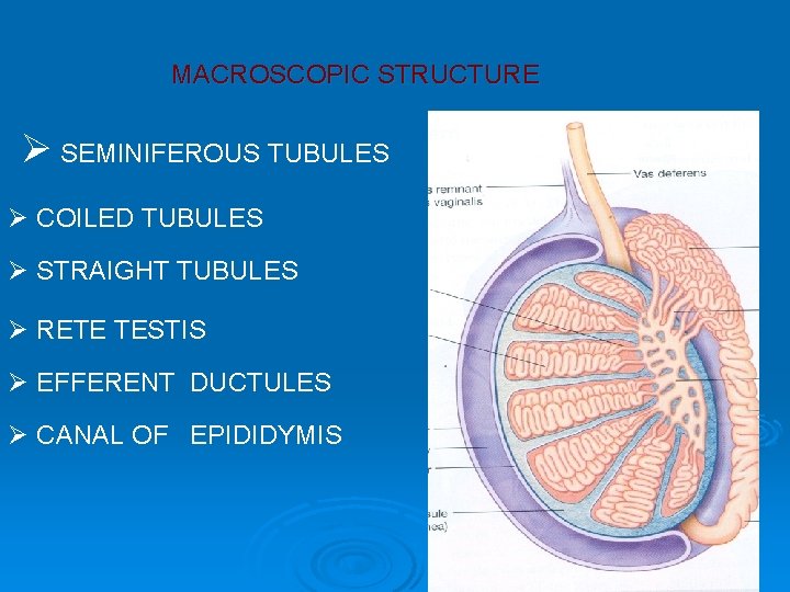 MACROSCOPIC STRUCTURE Ø SEMINIFEROUS TUBULES Ø COILED TUBULES Ø STRAIGHT TUBULES Ø RETE TESTIS MACROSCOPIC STRUCTURE Ø SEMINIFEROUS TUBULES Ø COILED TUBULES Ø STRAIGHT TUBULES Ø RETE TESTIS