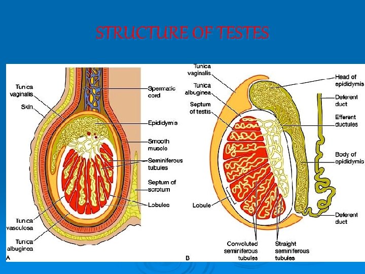 STRUCTURE OF TESTES STRUCTURE OF TESTES