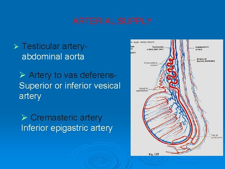 ARTERIAL SUPPLY Ø Testicular arteryabdominal aorta Ø Artery to vas deferens. Superior or inferior ARTERIAL SUPPLY Ø Testicular arteryabdominal aorta Ø Artery to vas deferens. Superior or inferior