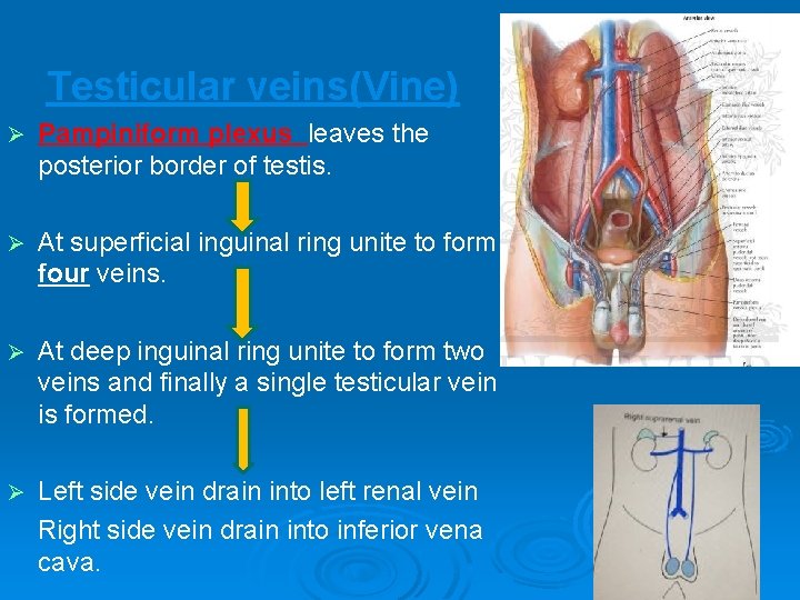 Testicular veins(Vine) Ø Pampiniform plexus leaves the posterior border of testis. Ø At superficial Testicular veins(Vine) Ø Pampiniform plexus leaves the posterior border of testis. Ø At superficial
