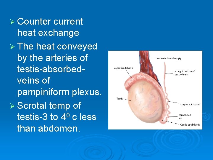 Ø Counter current heat exchange Ø The heat conveyed by the arteries of testis-absorbedveins Ø Counter current heat exchange Ø The heat conveyed by the arteries of testis-absorbedveins