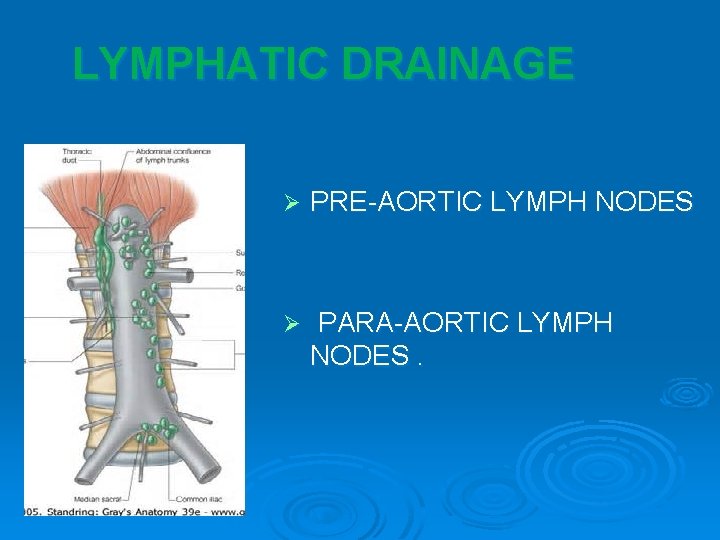 LYMPHATIC DRAINAGE Ø PRE-AORTIC LYMPH NODES Ø PARA-AORTIC LYMPH NODES. LYMPHATIC DRAINAGE Ø PRE-AORTIC LYMPH NODES Ø PARA-AORTIC LYMPH NODES.