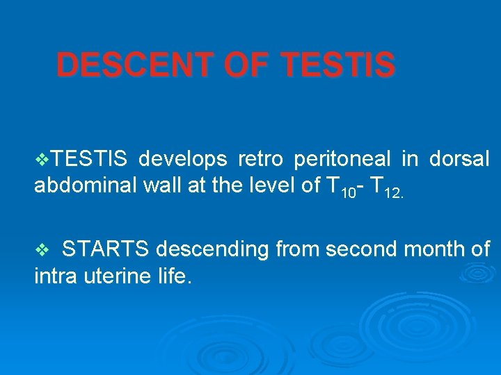 DESCENT OF TESTIS v. TESTIS develops retro peritoneal in dorsal abdominal wall at the DESCENT OF TESTIS v. TESTIS develops retro peritoneal in dorsal abdominal wall at the