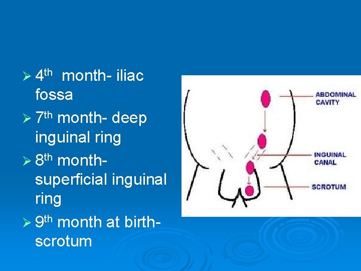 Ø 4 th month- iliac fossa Ø 7 th month- deep inguinal ring Ø Ø 4 th month- iliac fossa Ø 7 th month- deep inguinal ring Ø