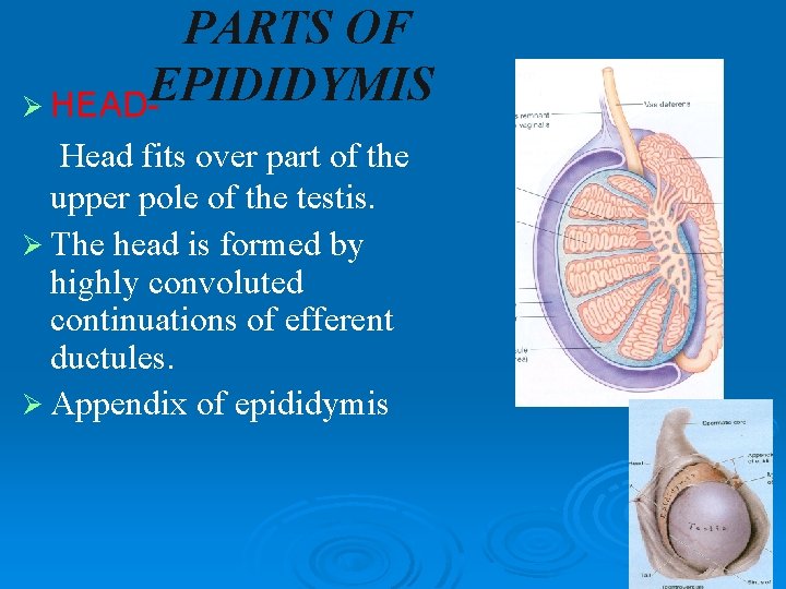 PARTS OF EPIDIDYMIS Ø HEADHead fits over part of the upper pole of the PARTS OF EPIDIDYMIS Ø HEADHead fits over part of the upper pole of the
