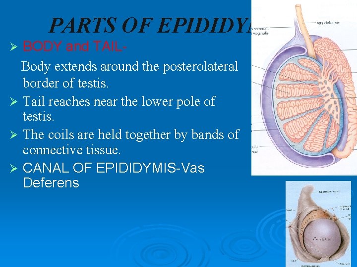 PARTS OF EPIDIDYMIS BODY and TAILBody extends around the posterolateral border of testis. Ø PARTS OF EPIDIDYMIS BODY and TAILBody extends around the posterolateral border of testis. Ø