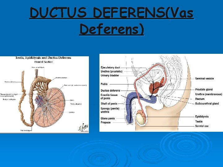 DUCTUS DEFERENS(Vas Deferens) DUCTUS DEFERENS(Vas Deferens)