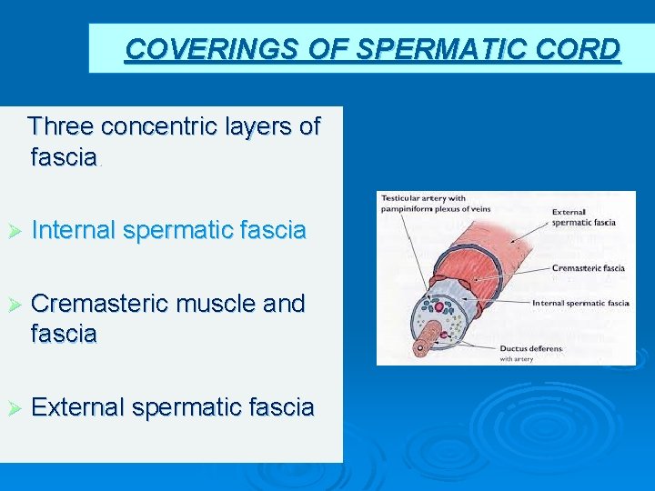 COVERINGS OF SPERMATIC CORD Three concentric layers of fascia. Ø Internal spermatic fascia Ø COVERINGS OF SPERMATIC CORD Three concentric layers of fascia. Ø Internal spermatic fascia Ø