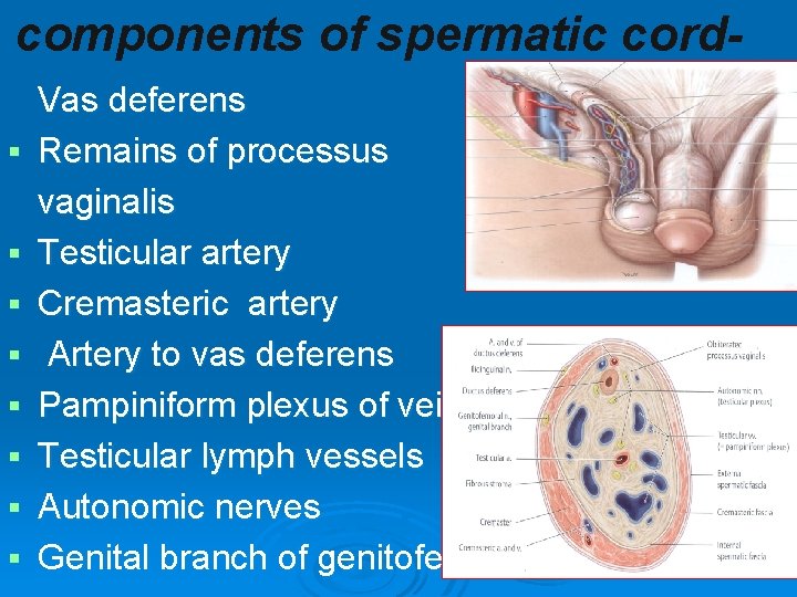 components of spermatic cord§ § § § Vas deferens Remains of processus vaginalis Testicular components of spermatic cord§ § § § Vas deferens Remains of processus vaginalis Testicular