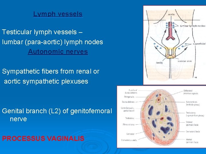 Lymph vessels Testicular lymph vessels – lumbar (para-aortic) lymph nodes Autonomic nerves Sympathetic fibers Lymph vessels Testicular lymph vessels – lumbar (para-aortic) lymph nodes Autonomic nerves Sympathetic fibers