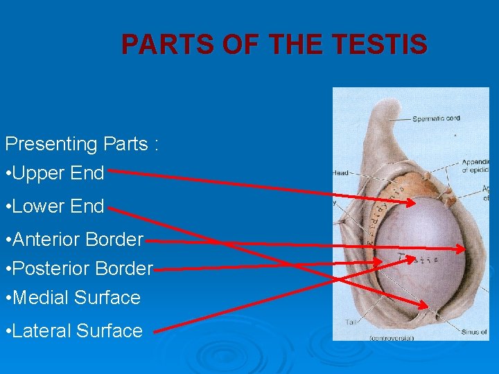 PARTS OF THE TESTIS Presenting Parts : • Upper End • Lower End • PARTS OF THE TESTIS Presenting Parts : • Upper End • Lower End •
